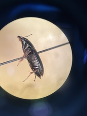 Anisodactylus rusticus