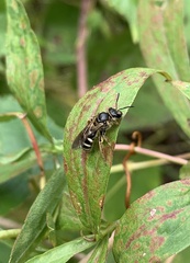 Lasioglossum fuscipenne