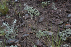 Boechera retrofracta