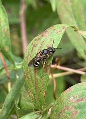 Lasioglossum fuscipenne