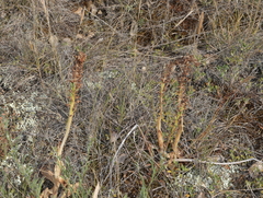 Orchis anthropophora