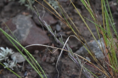 Boechera retrofracta