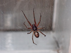 Steatoda nobilis