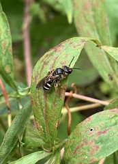 Lasioglossum fuscipenne