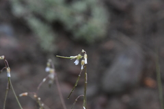 Boechera retrofracta