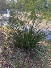 Zizaniopsis miliacea