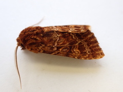 Ichneutica brunneosa