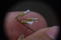 Boechera retrofracta