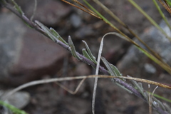 Boechera retrofracta