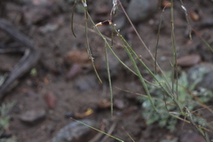 Boechera retrofracta