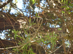 Podocarpus salignus