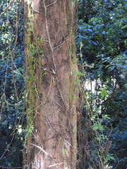 Podocarpus salignus