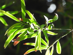 Podocarpus salignus