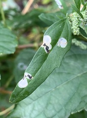 Chrysoesthia sexguttella