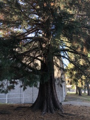 Sequoiadendron