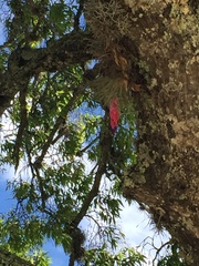 Tillandsia macdougallii