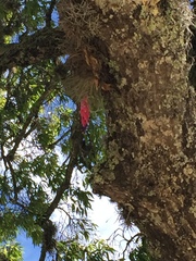 Tillandsia macdougallii