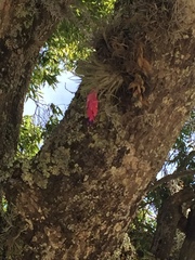 Tillandsia macdougallii