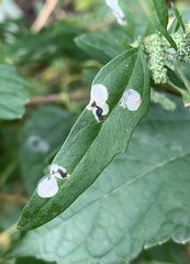 Chrysoesthia sexguttella