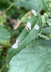 Chrysoesthia sexguttella