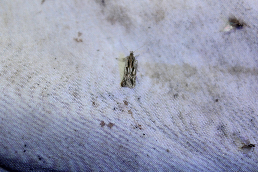 Prolita variabilis