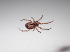 Steatoda nobilis