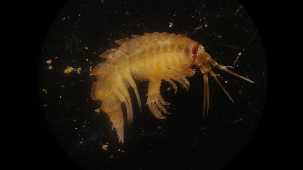 Senticaudata