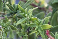 Bouvardia ternifolia