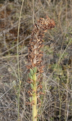 Orchis anthropophora