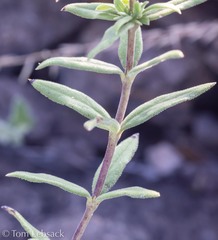 Bouvardia ternifolia