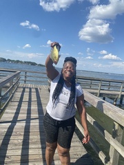 Morone mississippiensis