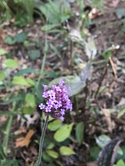 Verbena