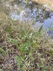 Parthenium hysterophorus
