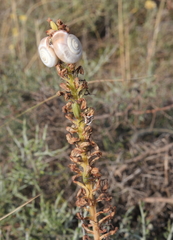 Orchis anthropophora