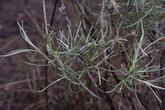 Rhopalomyia chrysothamni