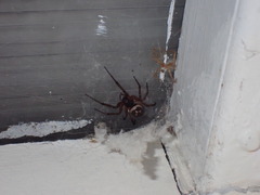 Steatoda nobilis