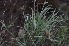 Gnorimoschema octomaculella