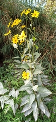Helianthinae