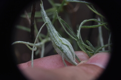 Gnorimoschema octomaculella