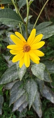 Helianthinae