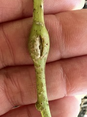 Neolasioptera laporteae