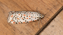 Utetheisa pulchelloides
