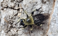 Laphria affinis
