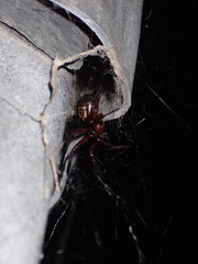 Steatoda nobilis