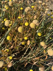 Cotula coronopifolia