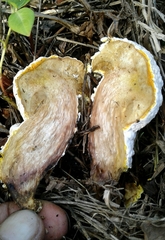 Hypomyces chrysospermus