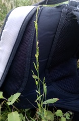 Polygonum novoascanicum