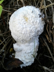 Hypomyces chrysospermus