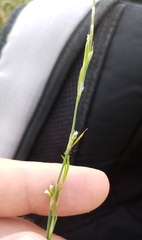 Polygonum novoascanicum