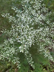 Eupatorium compositifolium